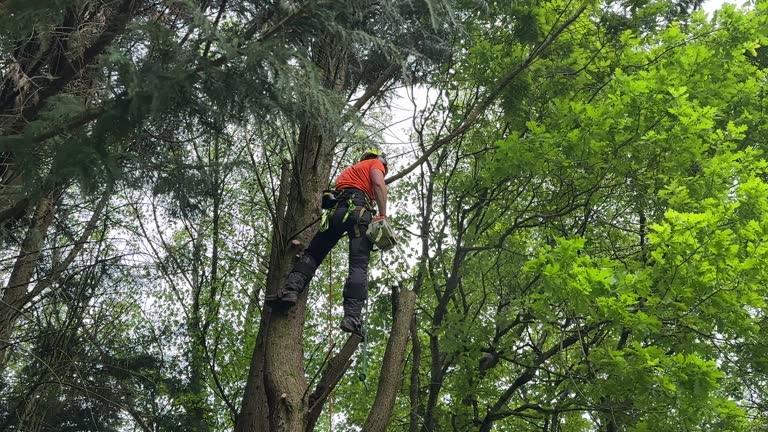 How Our Tree Care Process Works  in  Hebron, NE