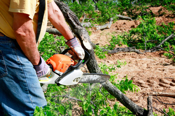 Lawn Renovation and Restoration in Hebron, NE